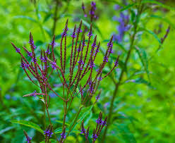 Image result for Verbenaceae