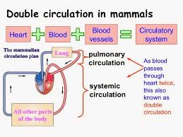 Biology Notes For A Level 44 The Circulatory System