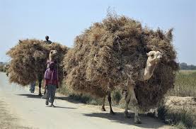 You have been rude to me all day. Camels Carry Wheat Crop In India India People India Travel Impressions