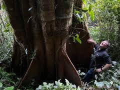 Image result for Newtonia buchananii