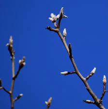 Over vigorous trees expend all their energy in growing wood and do not produce flower buds. Pyrus Calleryana Bradford Pear Callery Bradford Pear Callery Pear North Carolina Extension Gardener Plant Toolbox