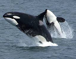 Follow the vibe and change your wallpaper every day! Orca Whale Wallpapers Wallpaper Cave