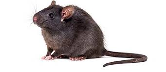 Squirrels can be an aggravating issue. All About Rats