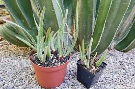 Therefore, most gardeners plant aloe vera using offshoots, which tends to result in more successful plants. How To Plant Care For Aloe Vera Pups Babies Instructables