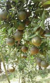 Limau lemon lazimya mempunyai buah yang berwarna kuning apabila cukup masak dengan bentuk bulat bujur sementara limau nipis tetap hijau. Hama Dan Penyakit Pada Tanaman Jeruk Serta Cara Pengendaliannya Yang Paling Baik Dan Benar Tips Petani