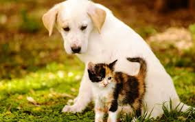 Cats é inspirado em um musical. Download Beautiful Cat And Dog Wallpaper For Macbook High Quality Hd Wallpaper In 2k 4k 5k 8k 10k Resolution For Your Dog Wallpaper Beautiful Dogs Dog Walking