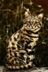 Tout Du Felin Black Footed Cat Cats African Cats