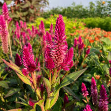 Image result for Celosia
