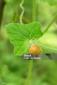Image result for Cucumis maderaspatanus