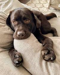 Comment Bien Eduquer Son Chiot Pas A Pas Mois Par Mois Vous Souhaitez Bien Dresser Votre Berger Allemand Plus Vou Animaux Adorables Bebe Chien Chien Mignon