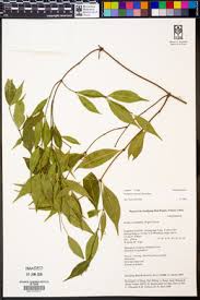 Image result for Periploca linearifolia