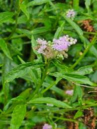 Image result for Ethulia