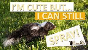 Dog Sprayed By Skunk Remove Skunk Smell De Skunk Pets In 2020 Dog Sprayed By Skunk Dog Spray Skunk Smell