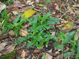 Image result for Axonopus compressus