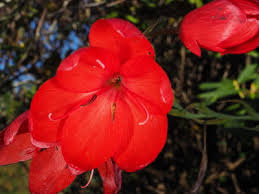 Image result for Hesperantha petitiana