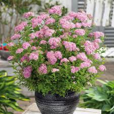 Image result for Spiraea japonica ´Little Princess
