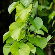 Image result for Tinospora