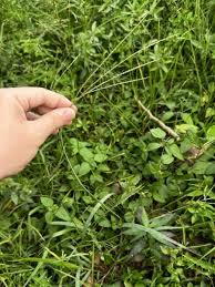 Image result for Digitaria compressa