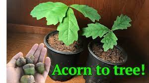 How To Grow A White Oak Tree From Acorn Seed Youtube White Oak Tree Growing Tree Oak Tree