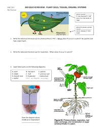 Check spelling or type a new query. Section 29 1 Review Plant Cells And Tissues Answer Key Pdf Trinodatla S Ownd