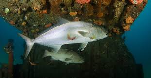 An overview of artificial reefs, advantages and disadvantages of artificial reefs design, material and concepts of realization around the globe. The Gps Coordinates For Every Artificial Reef In Louisiana