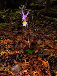 Image result for Disa satyriopsis