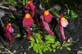 Image result for Utricularia appendiculata