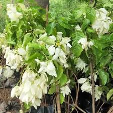 Image result for Mussaenda elegans