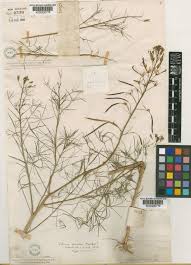 Image result for Cleome angustifolia