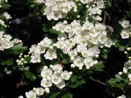 Szerezze be 33.600 másodperces (29.97 kép/s) tree branches with white flowers című stockvideónkat. Hawthorn The Tree Of May