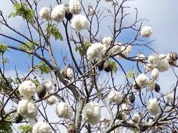 南国沖縄で雪化粧？ 別名「南米サクラ」 はじけてフワリ トックリキワタ17年目の結実 | 沖縄タイムス＋プラス