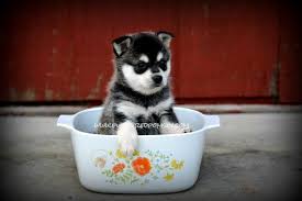 Black And White Pomsky Puppy Adorable Black And White Teacup Pomsky Puppy Weighing 2 0lbs Pomsky Pomsky Puppies Puppies