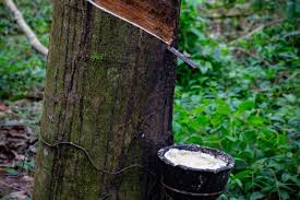 Image result for Hevea brasiliensis