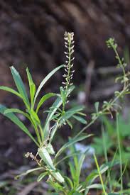 Image result for Lepidium africanum