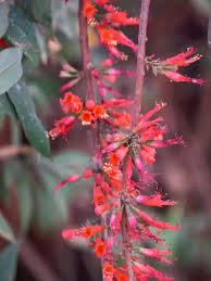 Image result for Woodfordia