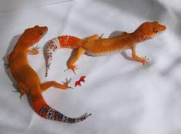 Dark And Light Tangerine Leopard Gecko Animals Lizard