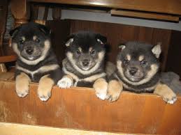 Black And Tan Shiba Inu For Sale Shiba Inu Puppies Dark Night Shibas Shiba Inu Shiba Inu Puppy Shiba Inu Dog