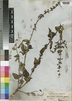 Image result for Ocimum lamiifolium