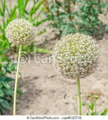 Arranging flowers can be intimidating and frustrating! White Allium Flowers Ball Flower Genus Of Monocotyledonous Green Garden White Allium Flowers Ball Flower Genus Of Canstock