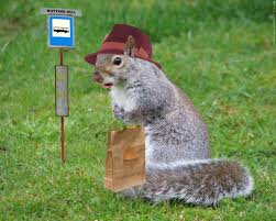 You can search within the site for more squirrel iphone wallpapers. Cool Squirrel Wallpapers Top Free Cool Squirrel Backgrounds Wallpaperaccess