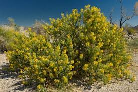 Some of this flora is well above the level of growth of yucca brevifolia (joshua trees). Wild Flowers In Joshua Tree National Park Picture Of Joshua Tree National Park California Tripadvisor