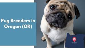 Get a boxer, husky, german shepherd, pug, and more on kijiji, canada's #1 local classifieds. 4 Pug Breeders In Oregon Or Pug Puppies For Sale Animalfate