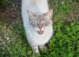 Why Is My Cat Meowing Vet Help Direct