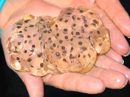 See my toad page for more information. Vernal Pool Frogs And Toads