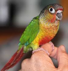 Green Cheek Conure Facts Diet Mutation Lifespan Care As