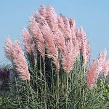 We did not find results for: Different Colors Of Pampas Grass Cortaderia Selloana 100 Etsy In 2021 Pink Pampas Grass Cortaderia Selloana Pampas Grass Seed