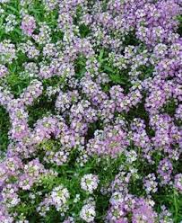 Sweet alyssum is a nearly unmatched plant that is hardy to both heat and drought. Alyssum How To Plant Care For Sweet Alyssum Flowers Garden Design