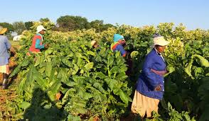 Rabbit tobacco retains its medicinal strength in the field, and can be harvested through the fall and winter. Holy Smokes Tobacco May Fuel Planes In The Future Innovation Smithsonian Magazine