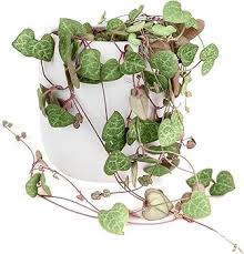 Image result for Ceropegia breviflora