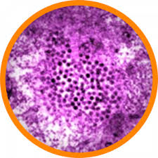 The virus is primarily transmitted by mosquitoes, mostly species of culex. West Nile Virus Center For Emerging And Re Emerging Infectious Diseases University Of Washington